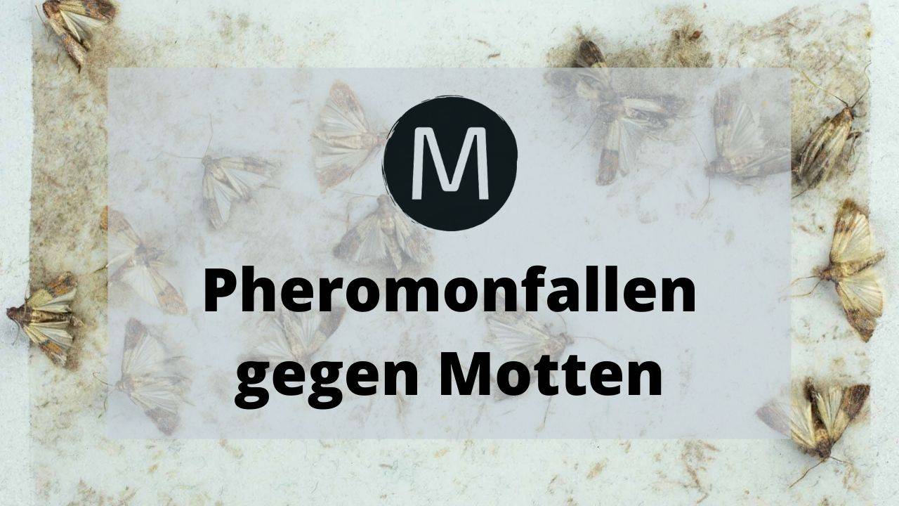 Pheromonfallen gegen Motten