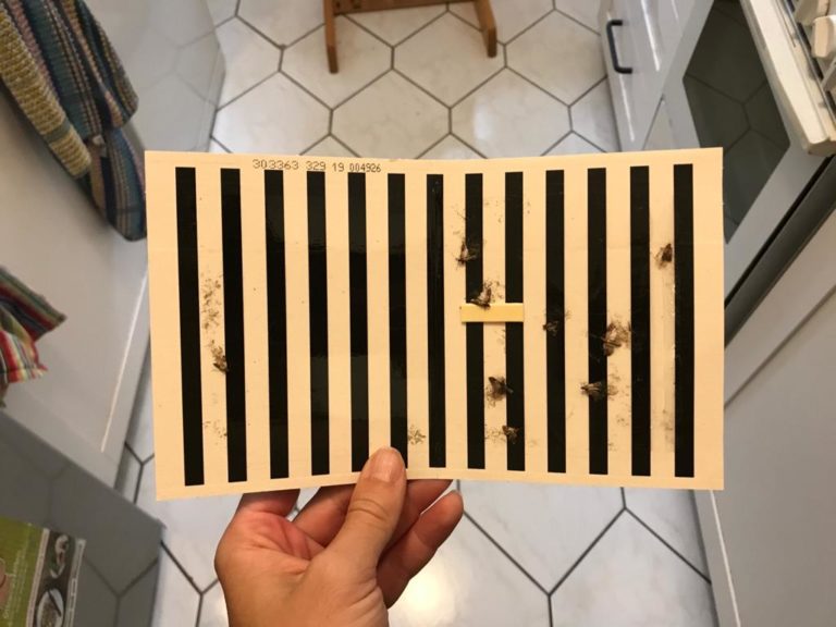 Lebensmittelmotten bekämpfen in 10 Schritten (DIY-Anleitung)
